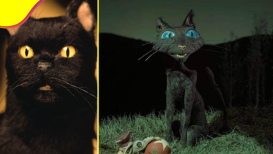 ¿Son de mala suerte? El mito de los gatos negros.