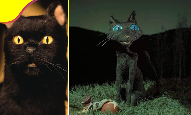 ¿Son de mala suerte? El mito de los gatos negros.