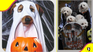 Disfraces volados para mascotas, que puedes armar muy rápido.
