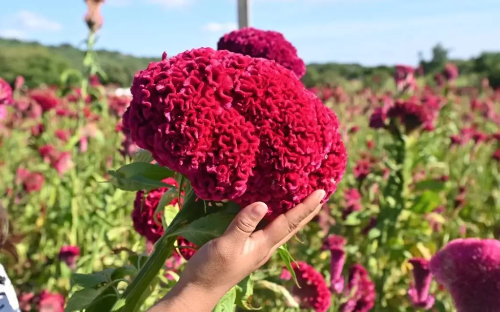 flores Día de Muertos