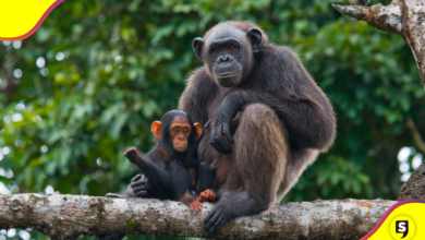 animales en