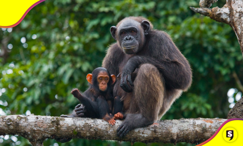 animales en