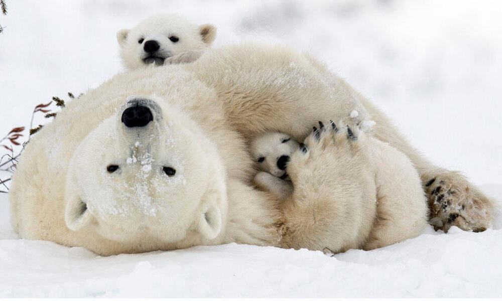 animales en