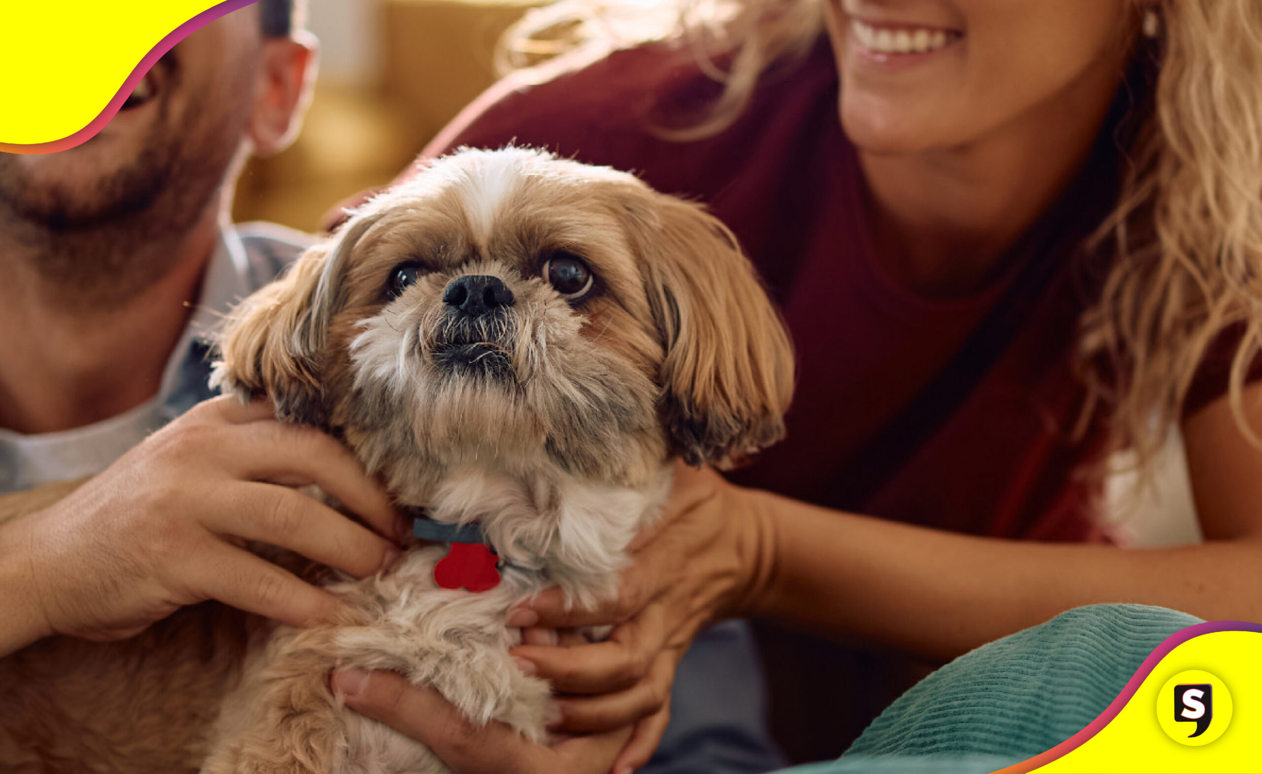 tutela compartida de mascotas en divorcios