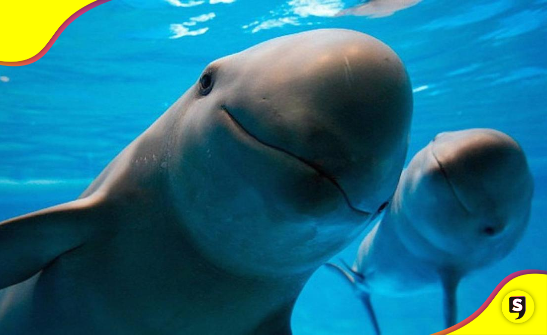 animales