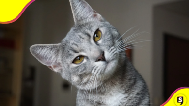 La asombrosa capacidad de los gatos para regresar a su hogar.