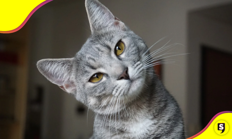 La asombrosa capacidad de los gatos para regresar a su hogar.