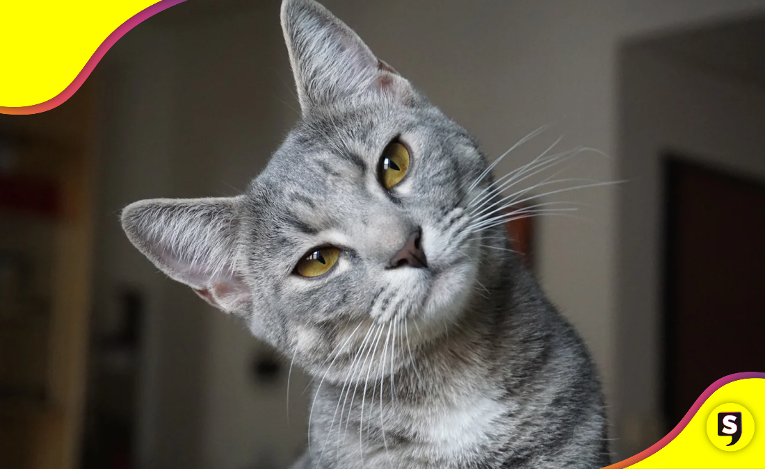 La asombrosa capacidad de los gatos para regresar a su hogar.