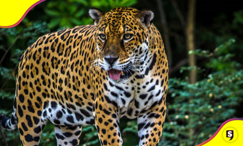jaguar