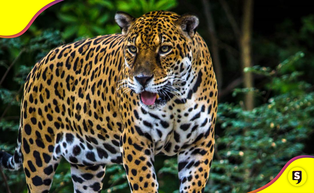 jaguar