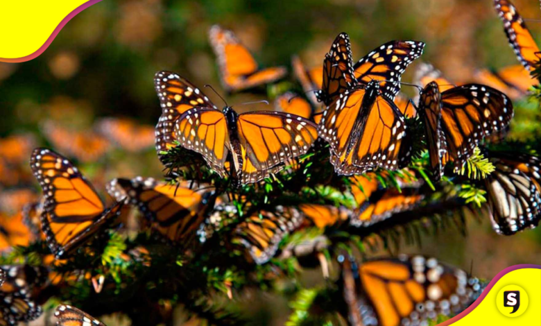 mariposa monarca