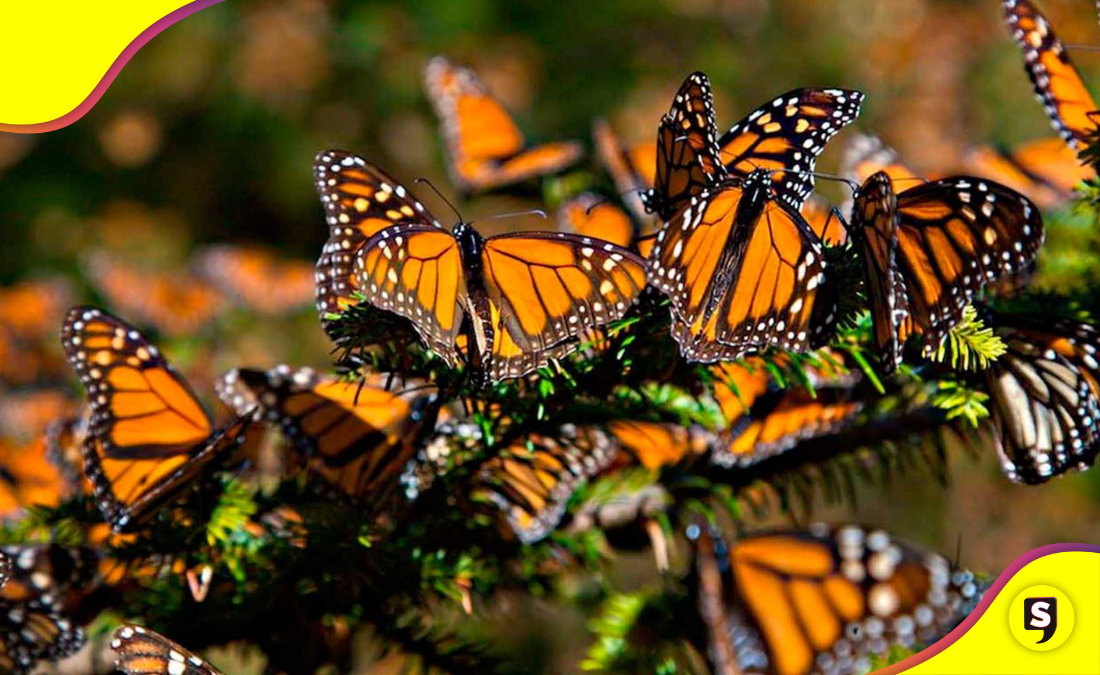 mariposa monarca