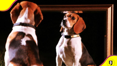 clonación de mascotas