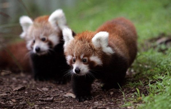 panda rojo