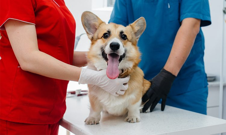 esterilización