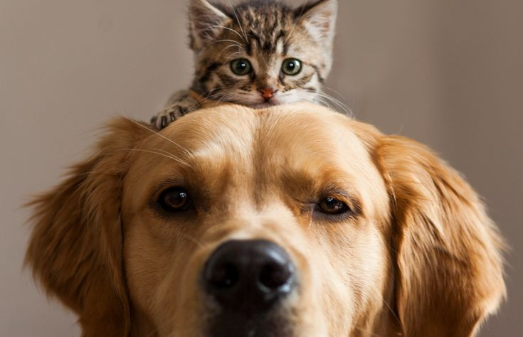 animales perdidos