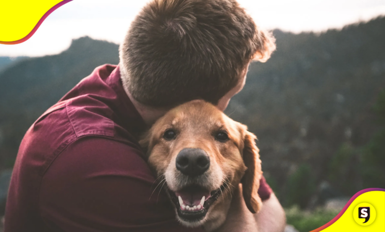 animales perdidos