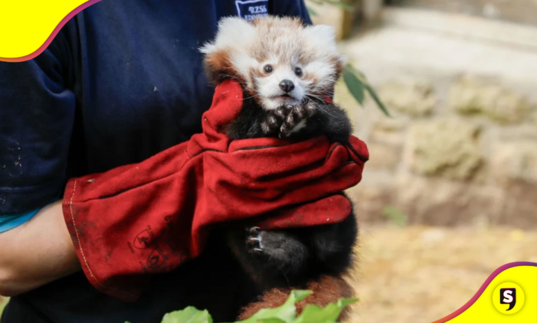 panda rojo