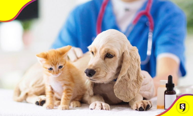 esterilización