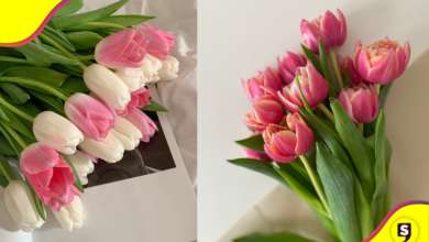¿Te regalaron tulipanes en viernes 13? Esto significa.