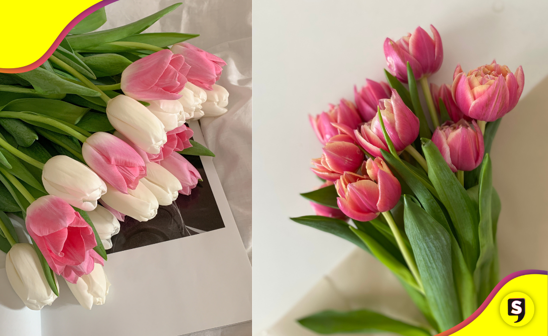 ¿Te regalaron tulipanes en viernes 13? Esto significa.