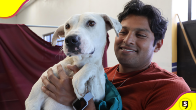 esterilización
