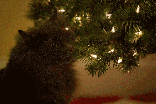 de Navidad