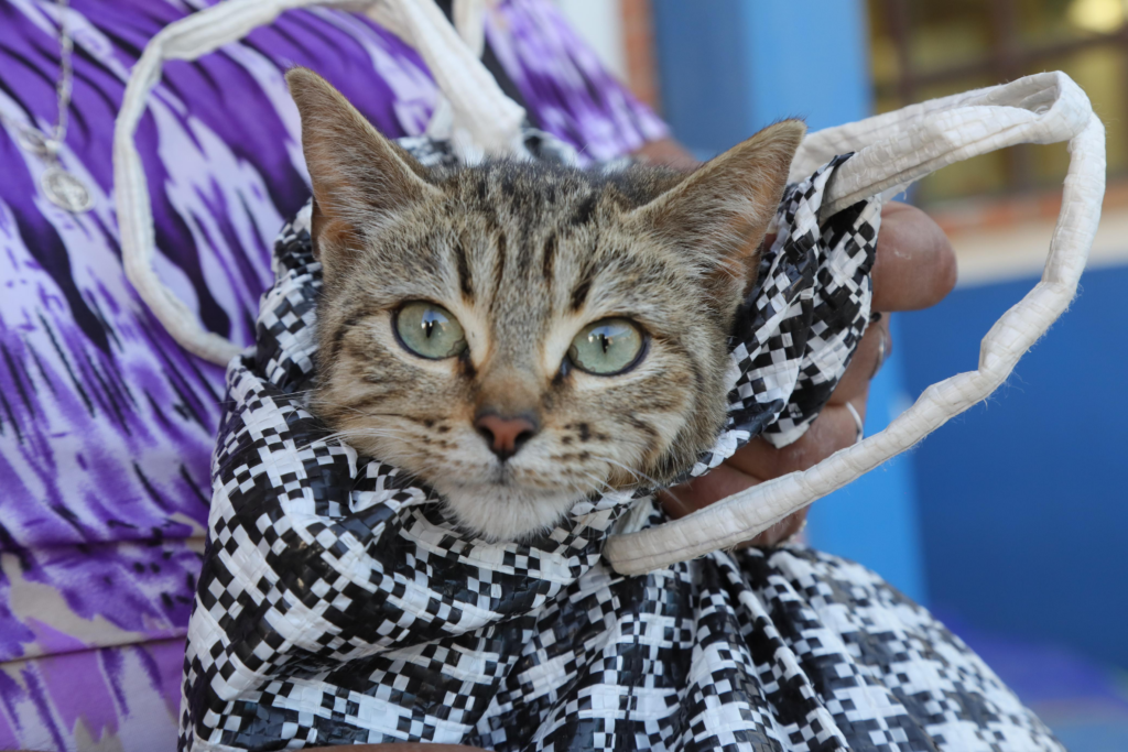 esterilización