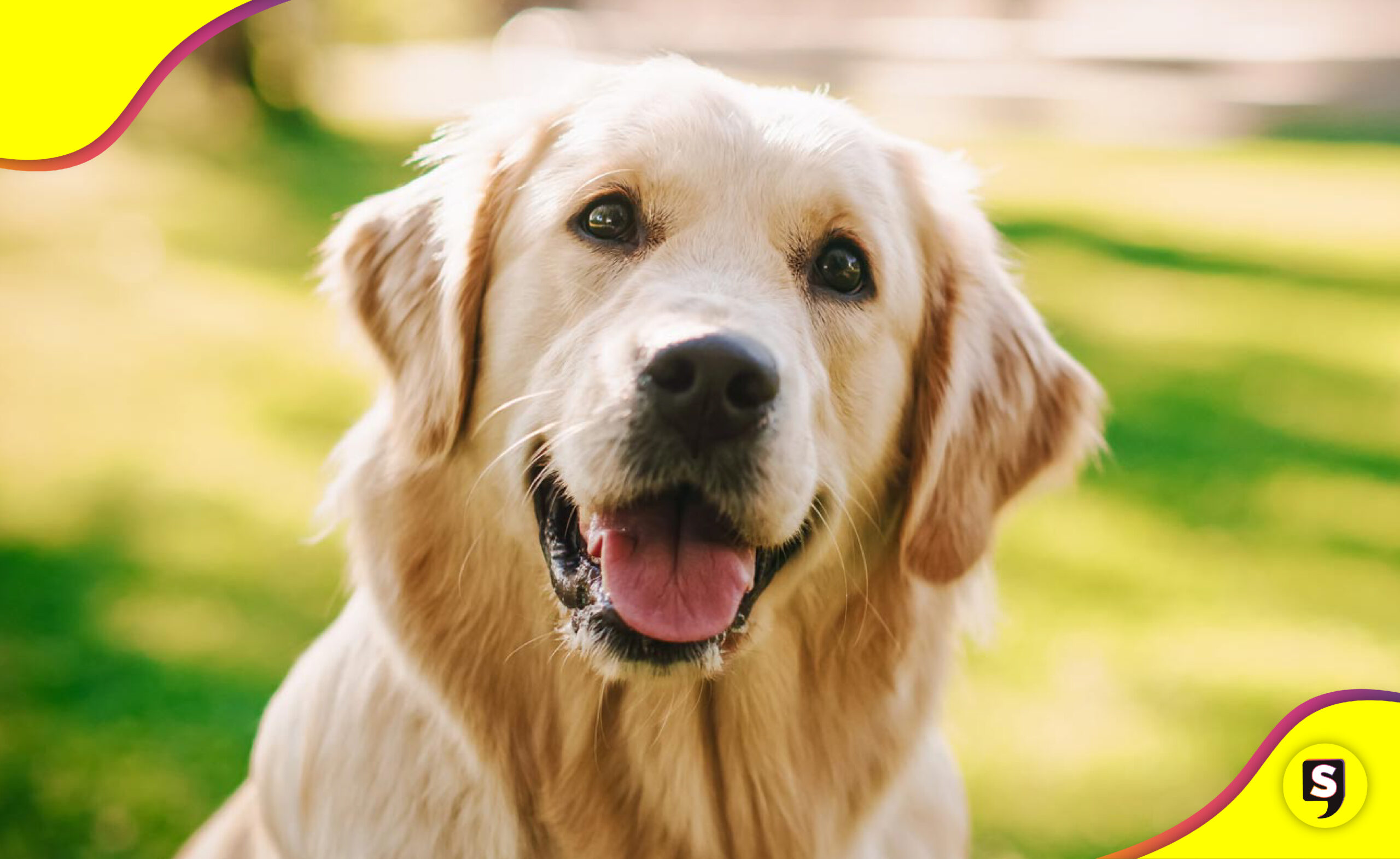 nombres más populares de perritos en 2024
