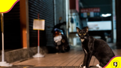 Gatotitlán: un evento a favor de la comunidad felina.
