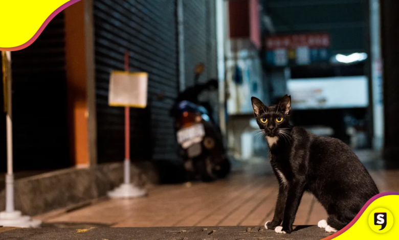 Gatotitlán: un evento a favor de la comunidad felina.