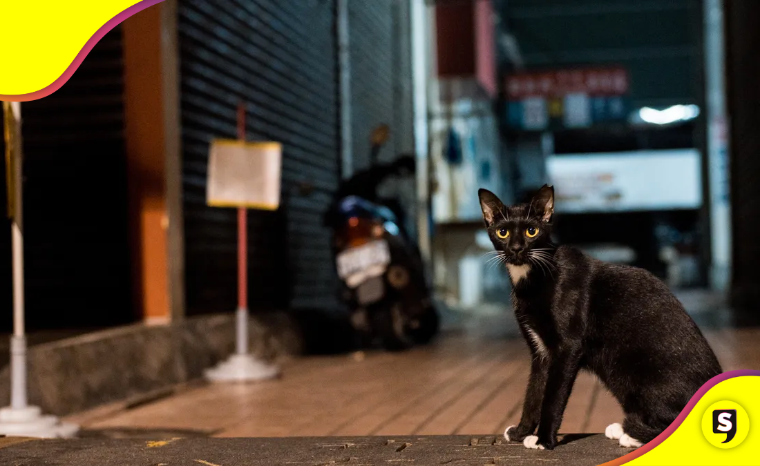 Gatotitlán: un evento a favor de la comunidad felina.