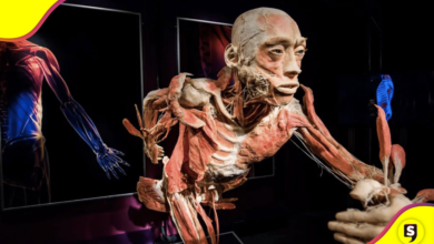 Our Body