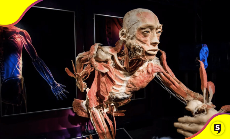 Our Body