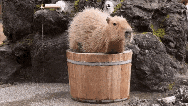 capibara