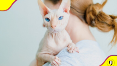 gatos