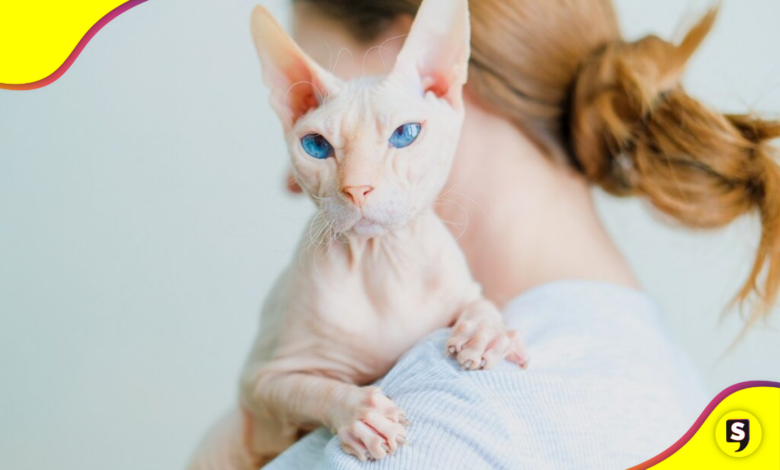 gatos