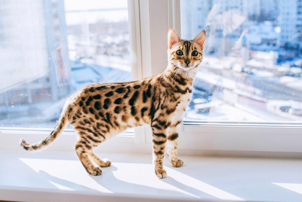 gatos