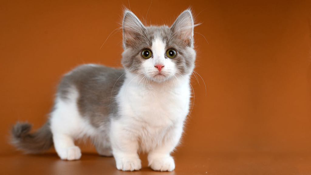 gatos