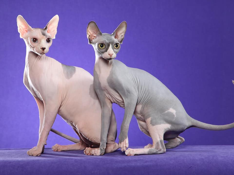 gatos