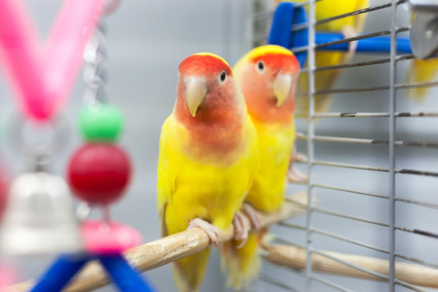 mascotas