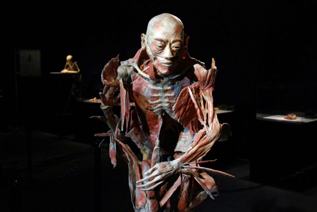 Our Body