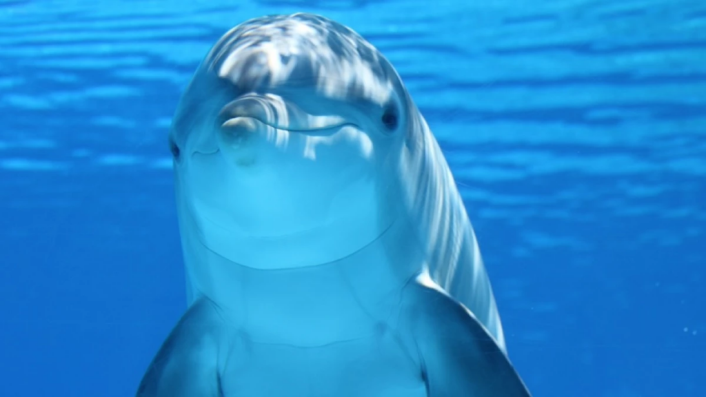 animales