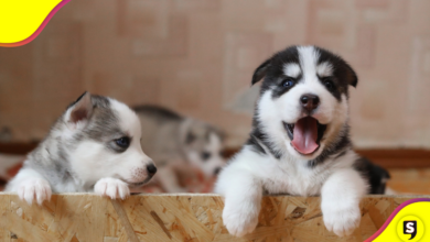 Los nombres de perritos más top para 2025.