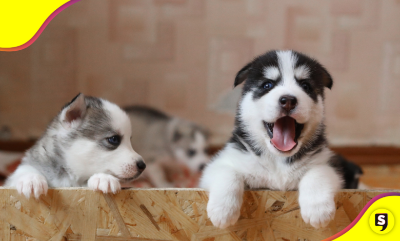 Los nombres de perritos más top para 2025.