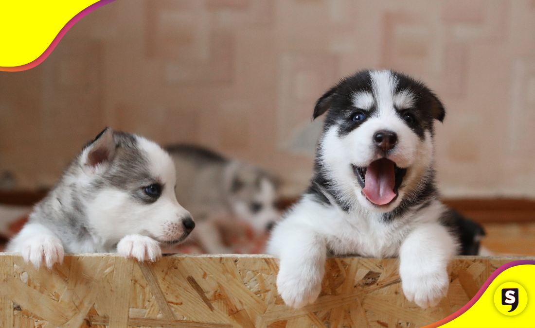 Los nombres de perritos más top para 2025.