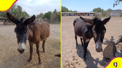 burrolandia