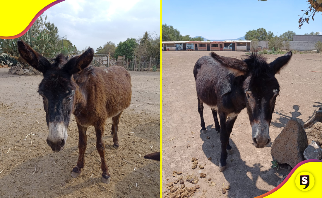 burrolandia