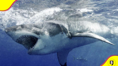 tiburón