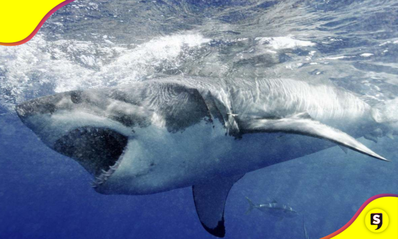 tiburón